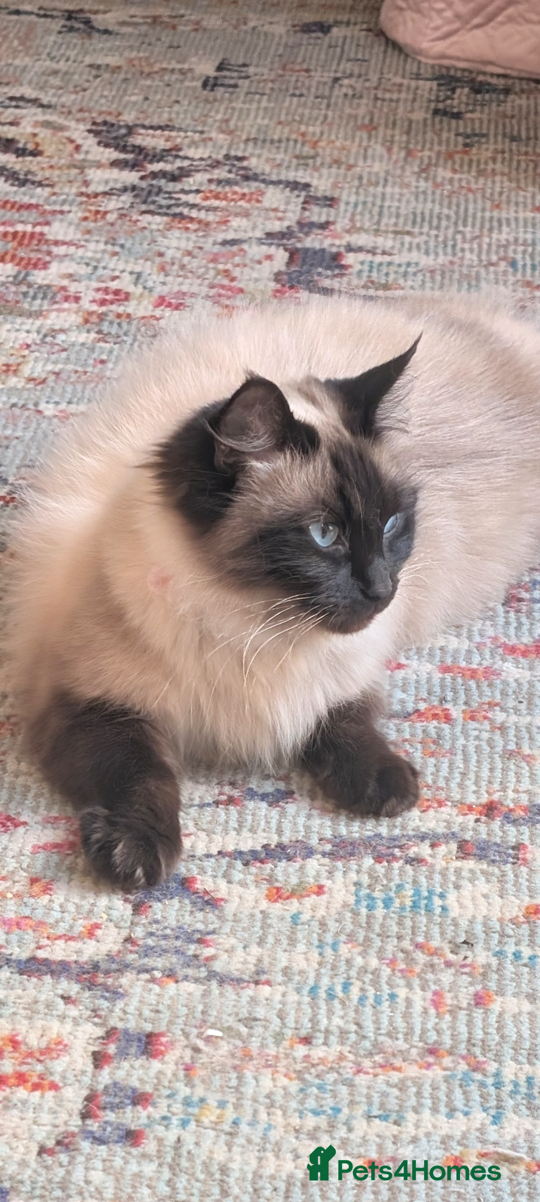 Ragdoll cats for sale: Ragdoll - home reared kittens - Image 9