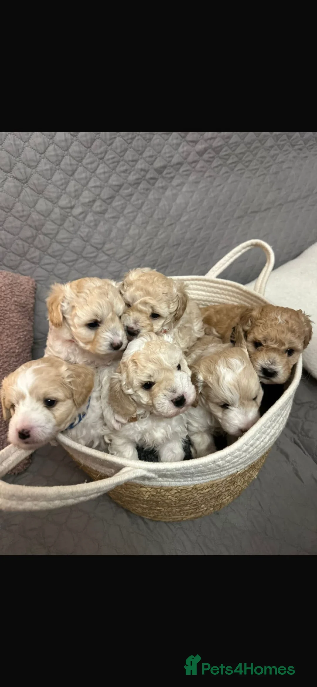 Mixed Breed dogs for sale: Beautiful Cavapoochons - Advert 2