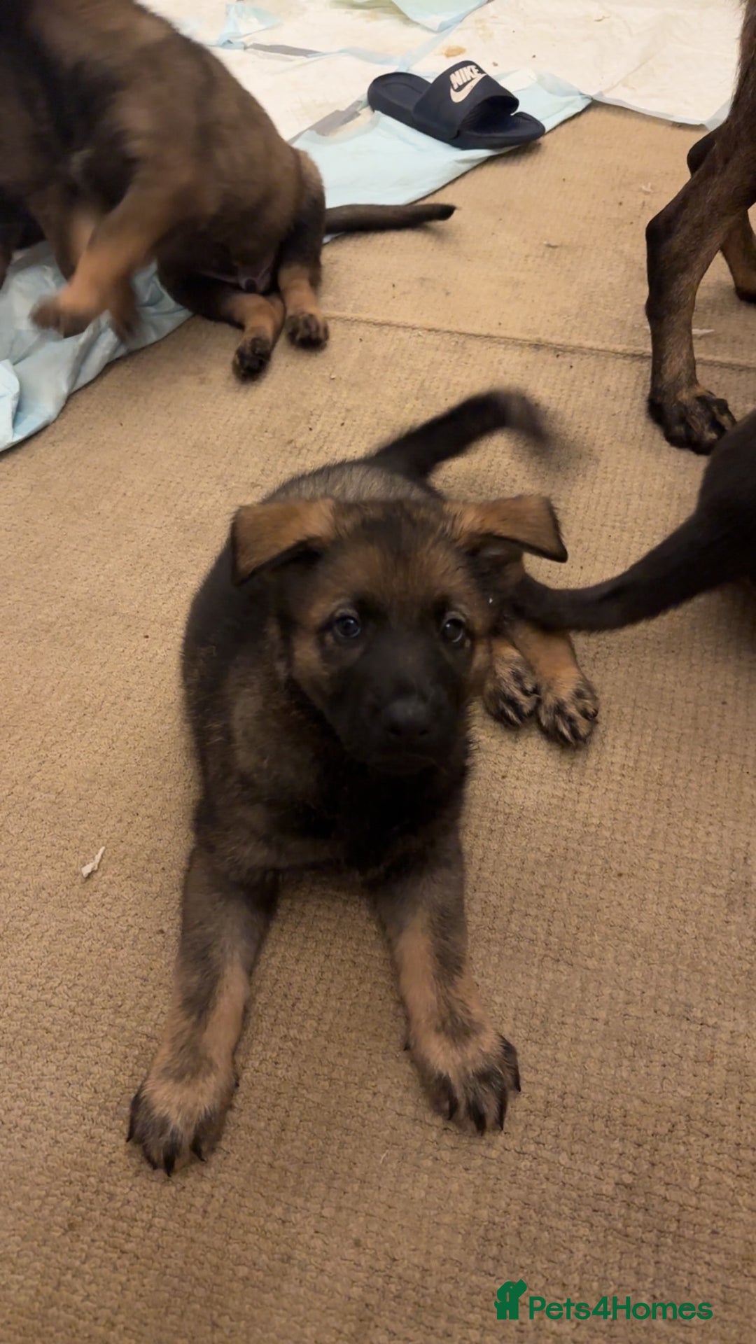 German Shepherd dogs for sale: 1 beautiful female German shepher kc reg working - Advert 21