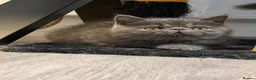 Exotic cats for sale: Beautiful Exotic x Persian Kittens ⭐️ - Advert 7