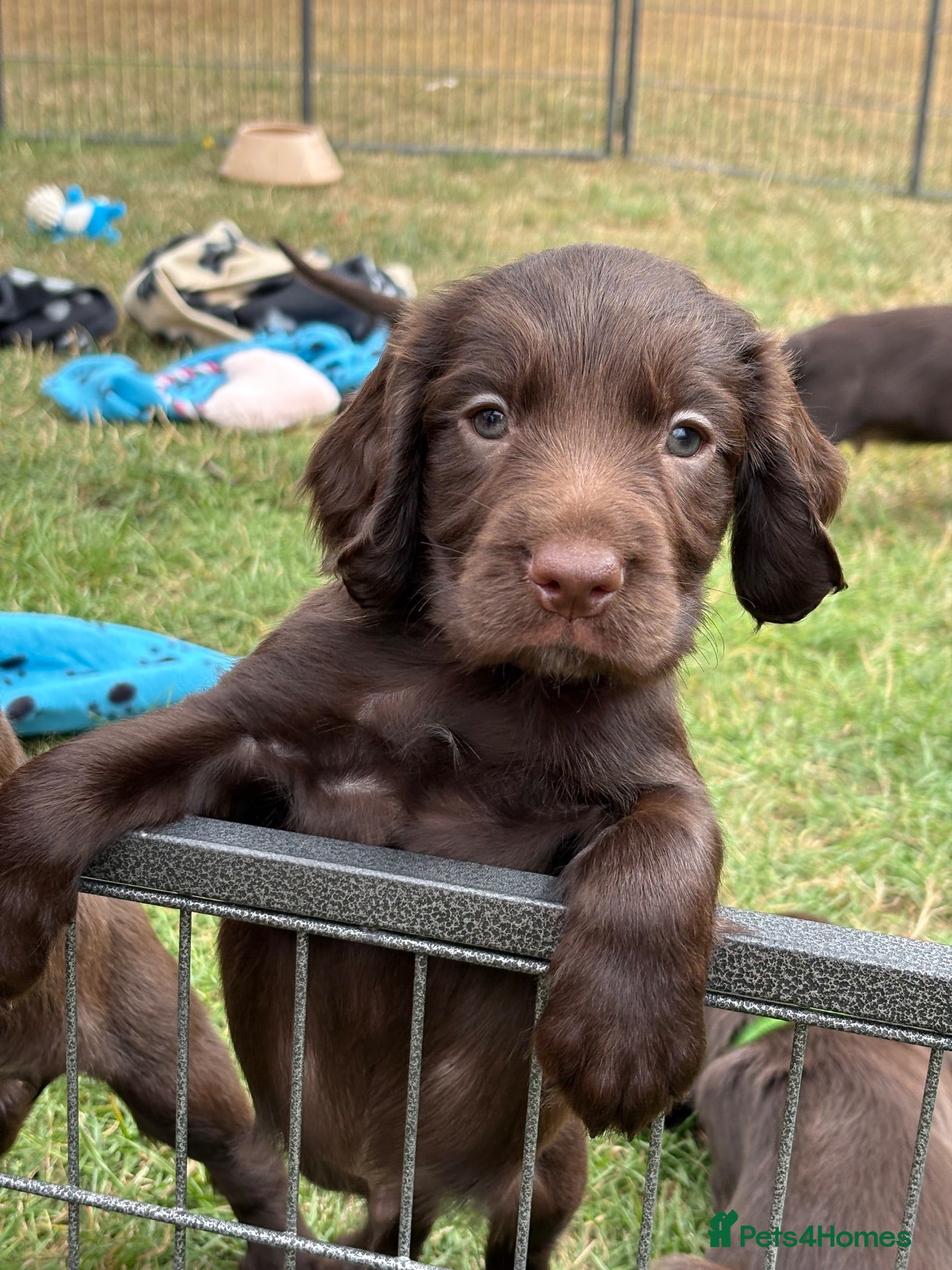 Sprocker dogs Fully DNA Health Tested F1 Sprocker Puppies - Advert 1