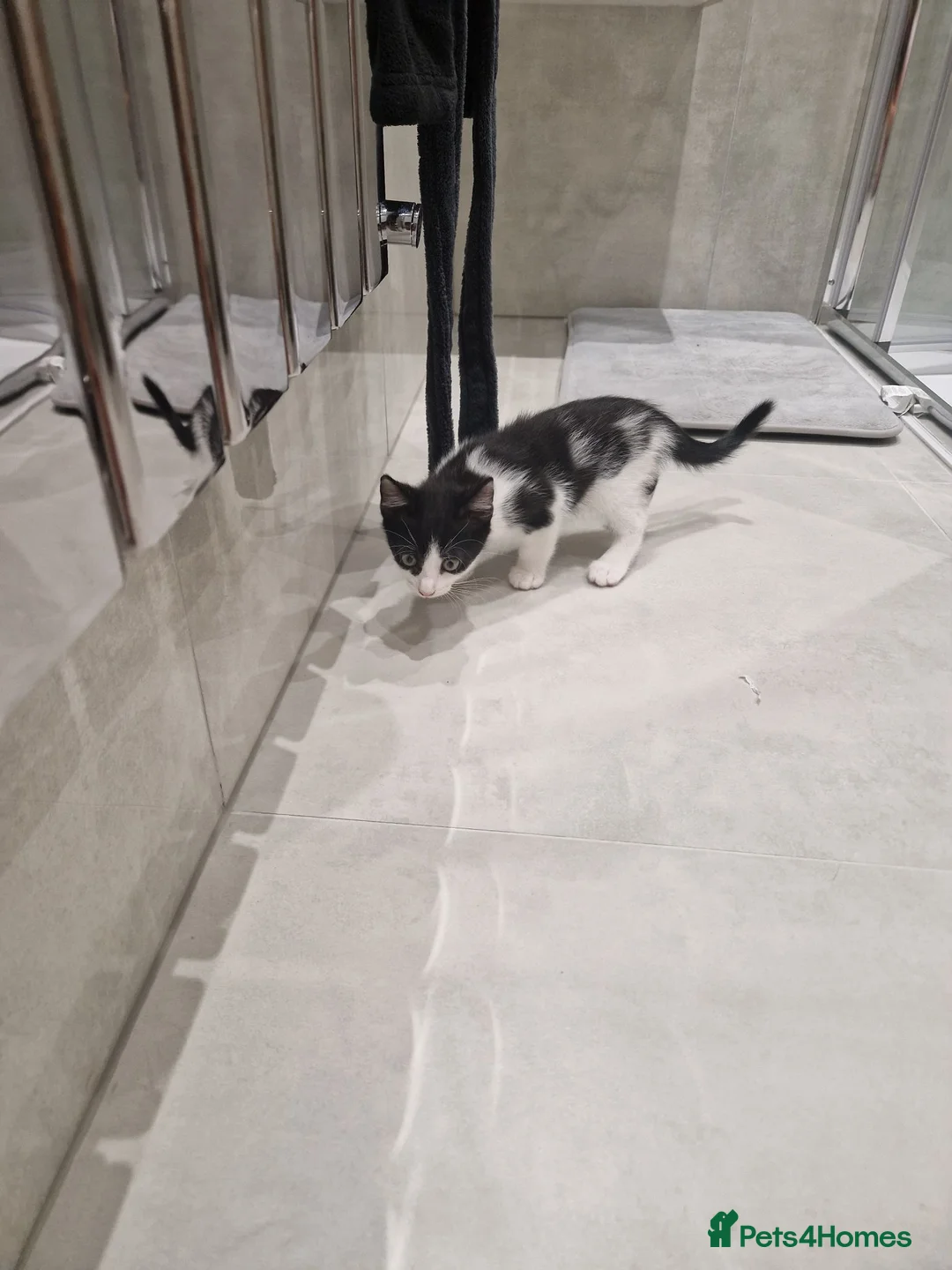 Mixed Breed cats for sale: Loving Home Wanted for a Kitten ❤️ - Advert 4