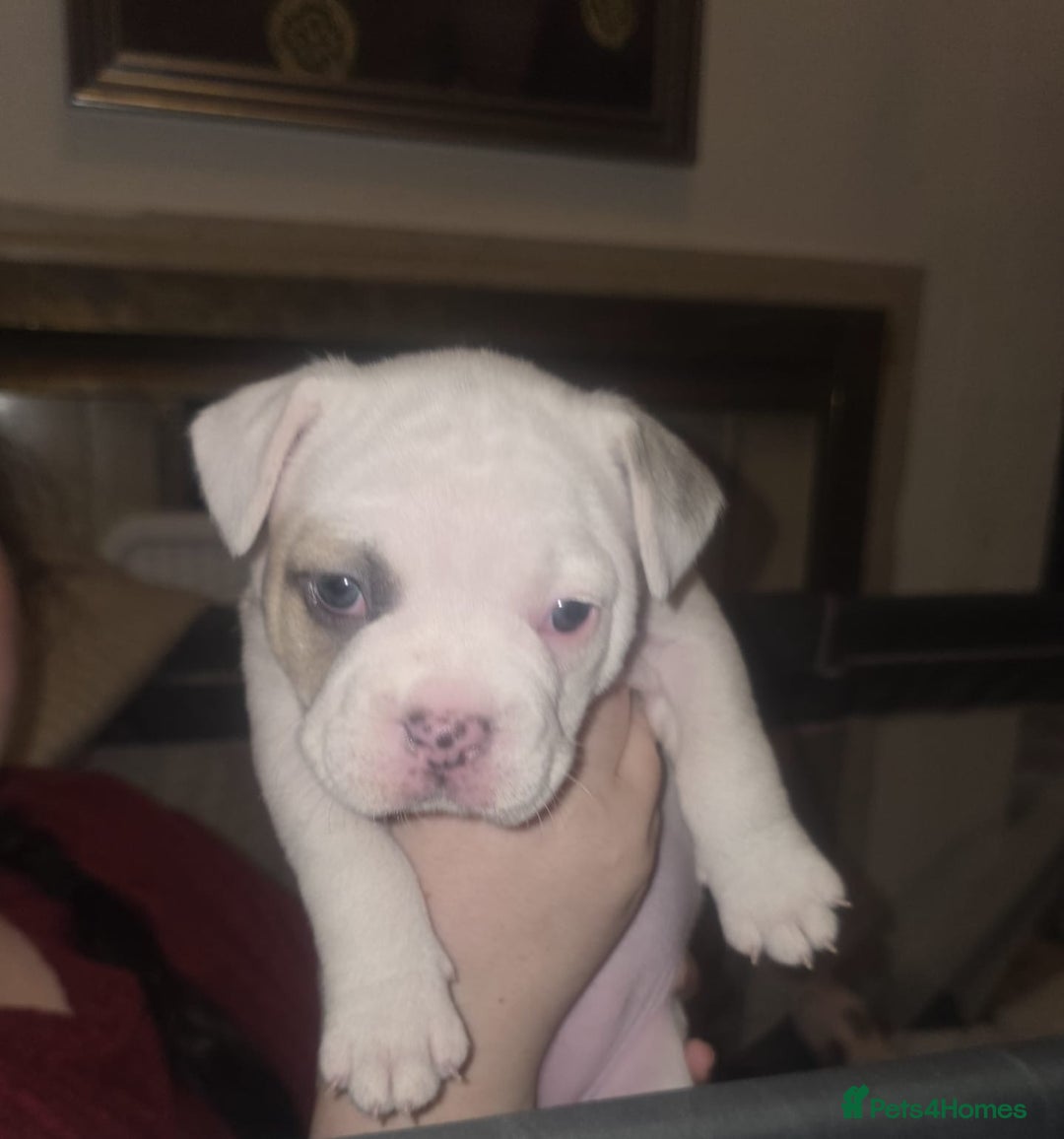 Mixed Breed dogs for sale: French bulldogs ❌ pocket bullys  - Image 3