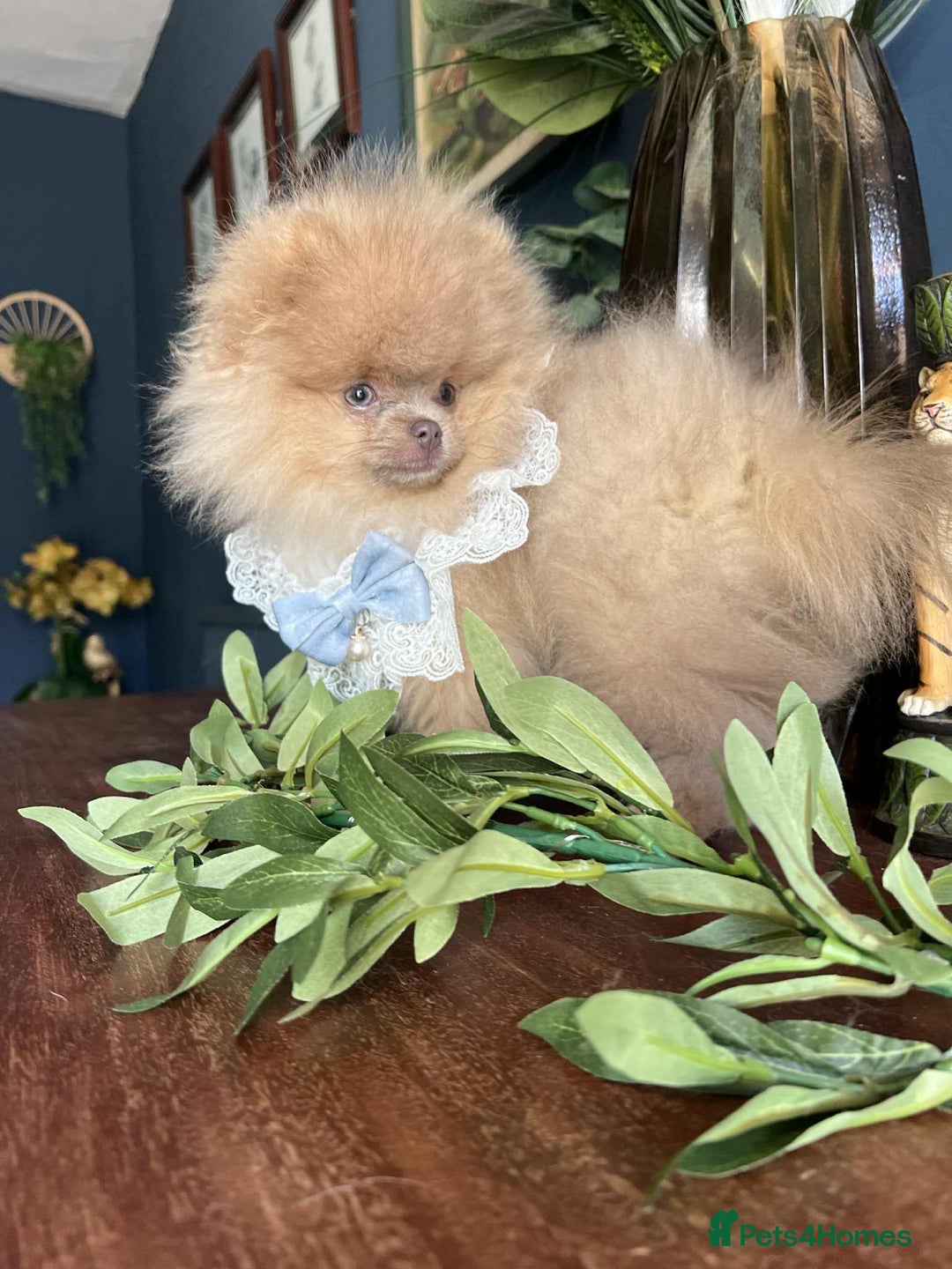 Pomeranian dogs for sale: Stunning pick of the litter Pomeranian Boy - Image 1