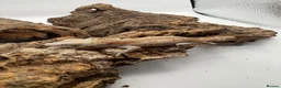 Gecko reptiles for sale: Baby gargoyle gecko mix morphs  - Advert 12