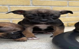 Mixed Breed dogs for sale: Bulldog/staffy pups  - Image 11