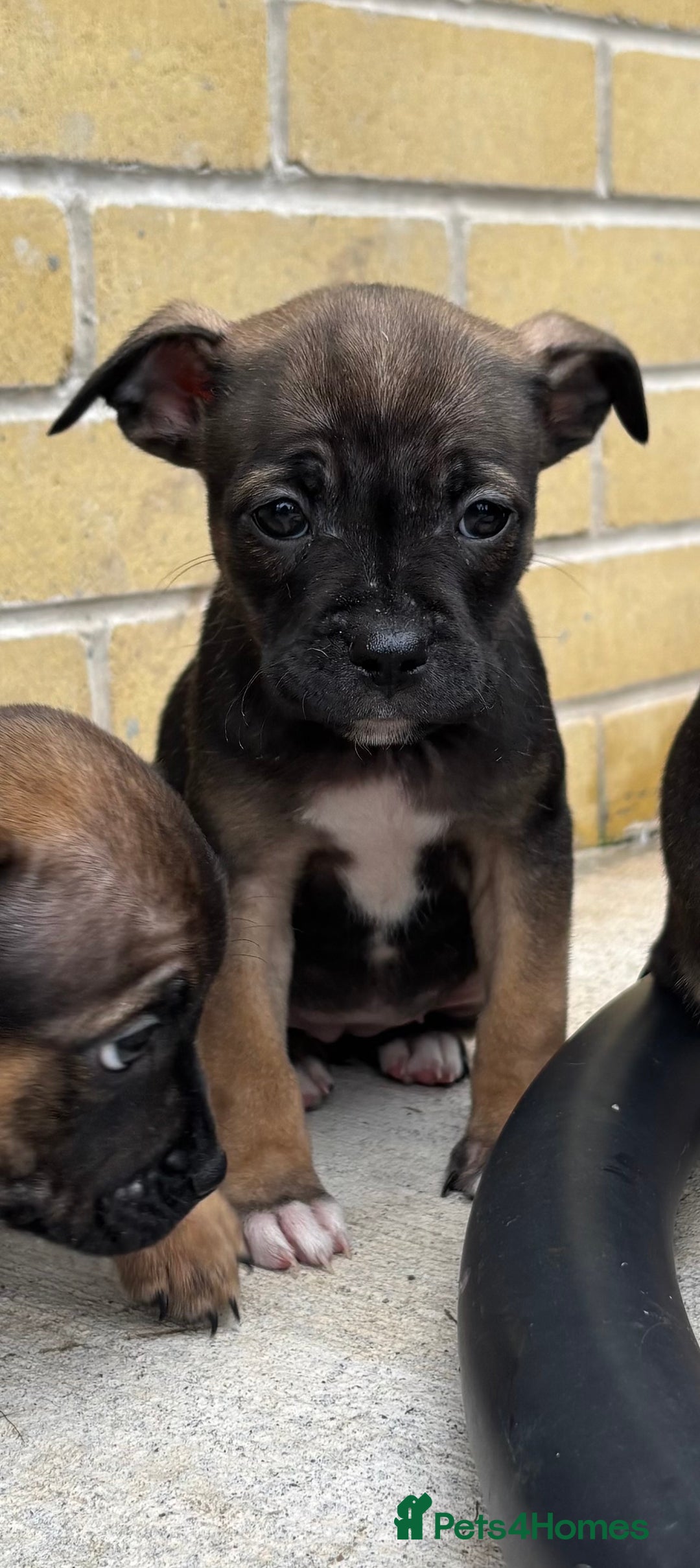 Mixed Breed dogs for sale: Bulldog/staffy pups  - Image 11