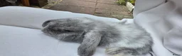 Mini Lop rabbits for sale: Mini loop - Advert 3