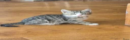 Mixed Breed cats for sale: Beautifully marked kittens . - Advert 14