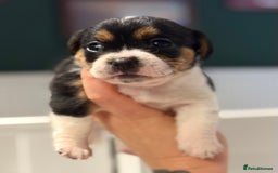Mixed Breed dogs for sale: Beautiful CavaJacks 🖤 - Image 8