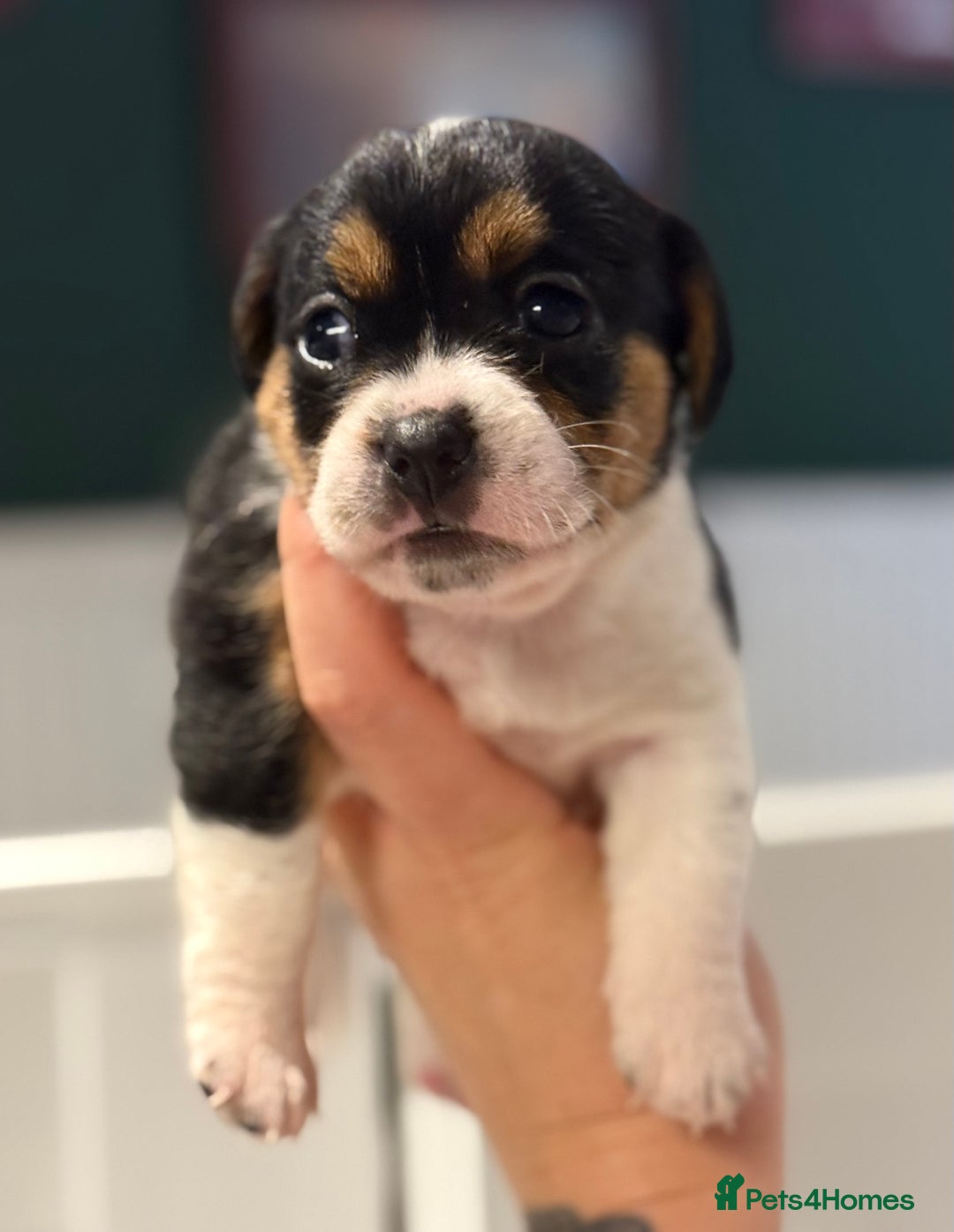 Mixed Breed dogs for sale: Beautiful CavaJacks 🖤 - Image 8