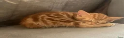Mixed Breed cats for sale: Ginger Kittens Very Cute - Advert 11