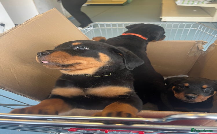 Rottweiler dogs in Belfast - Advert 1