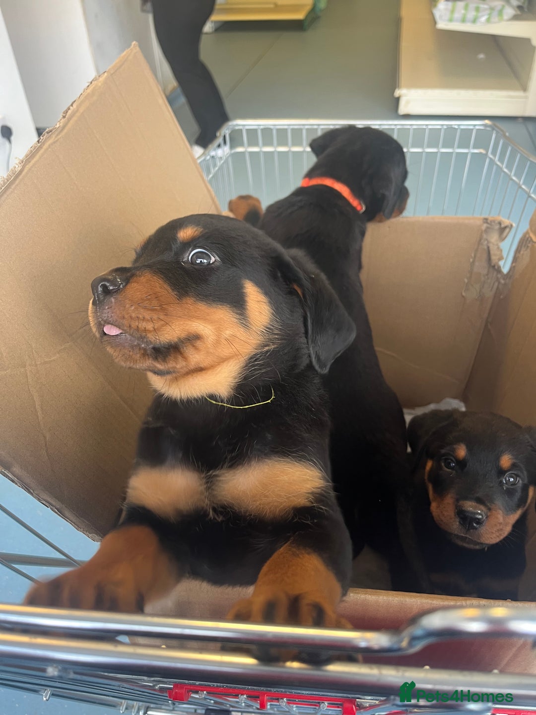 Rottweiler dogs for sale: Beautiful chunky Rottweiler pups in Belfast - Image 1