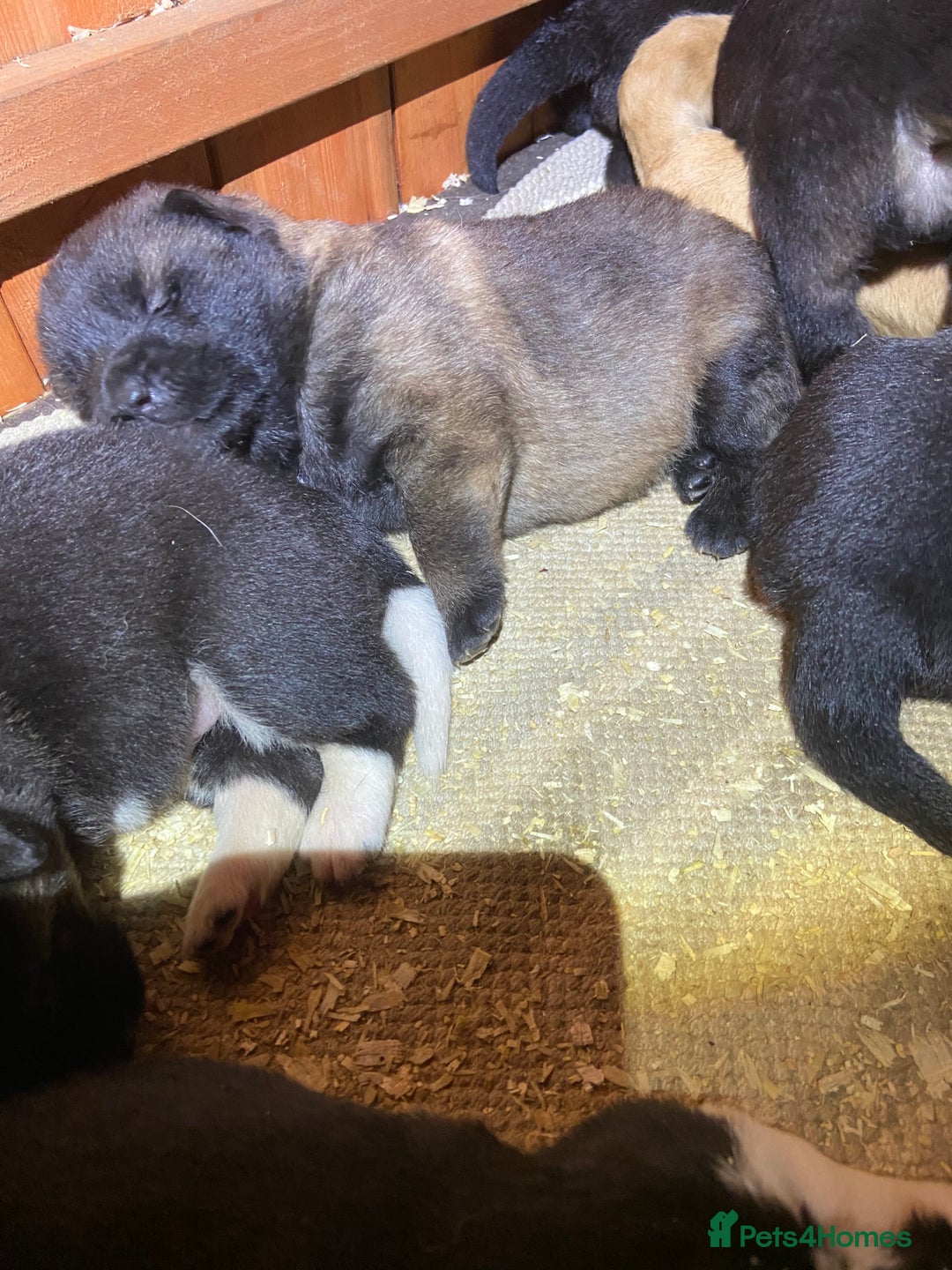 Mixed Breed dogs for sale: GSD X Akita puppies looking for new homes in Oct - Image 2
