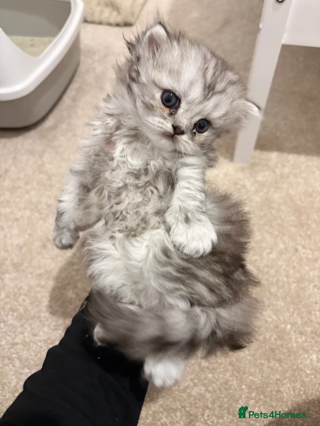 Persian cats for sale: Stunning Persian  - Advert 5