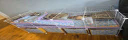 Guinea Pig rodents for sale: X3 guinea pigs complete set up - Advert 6