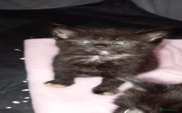 Mixed Breed cats for sale: Kitten forsale - Image 1