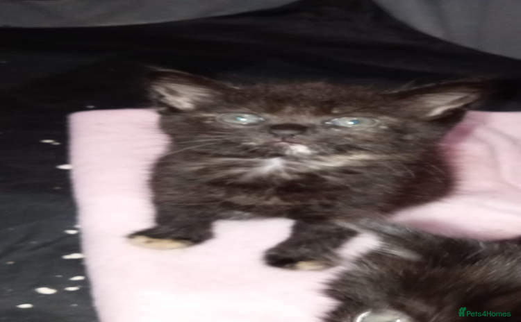 Mixed Breed cats - Advert 11