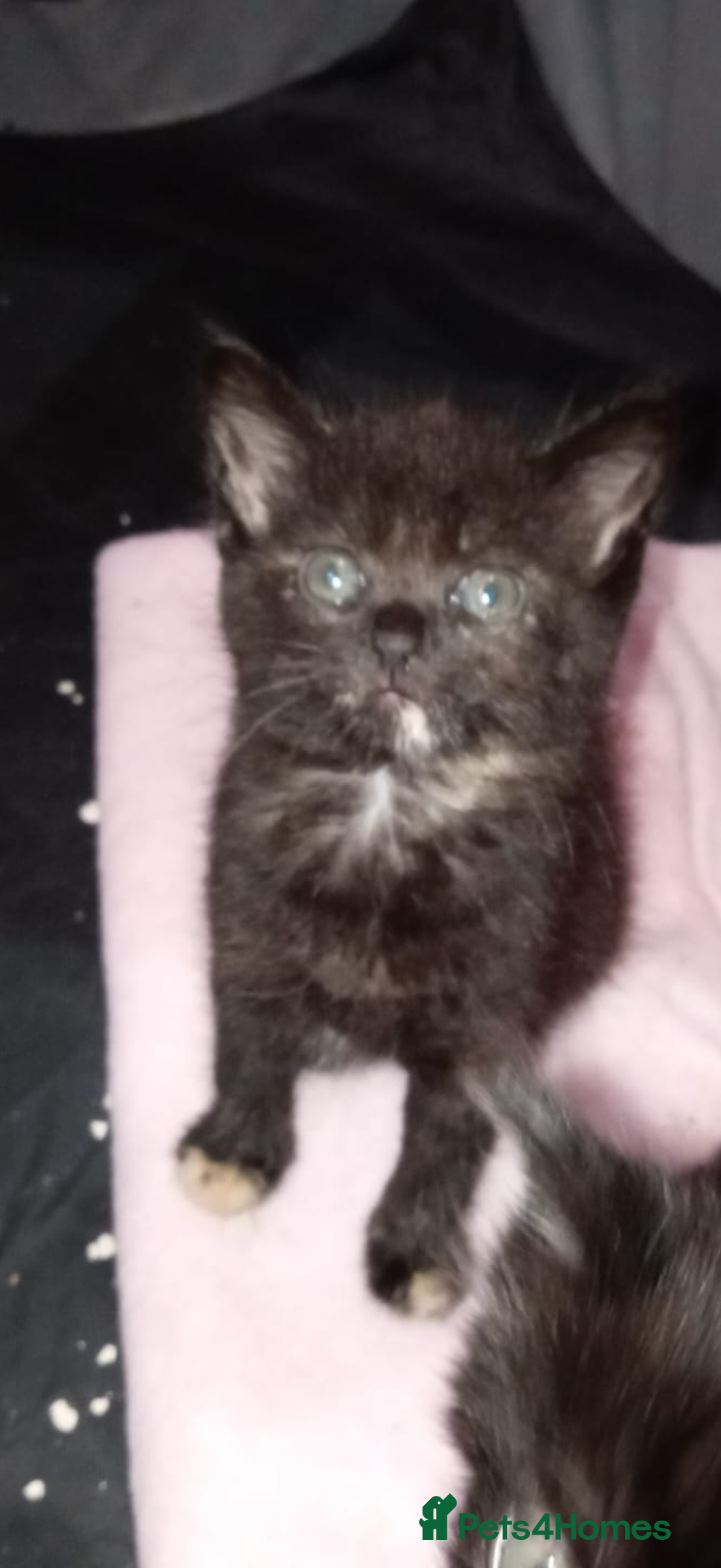 Mixed Breed cats for sale: Kitten forsale - Image 1