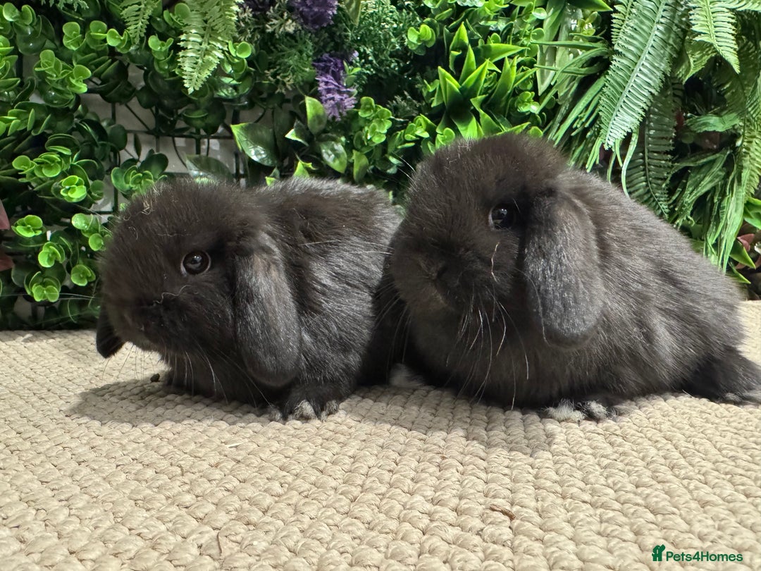Mini Lion Lop rabbits for sale: 5 mini lops ready to reserve  - Advert 2