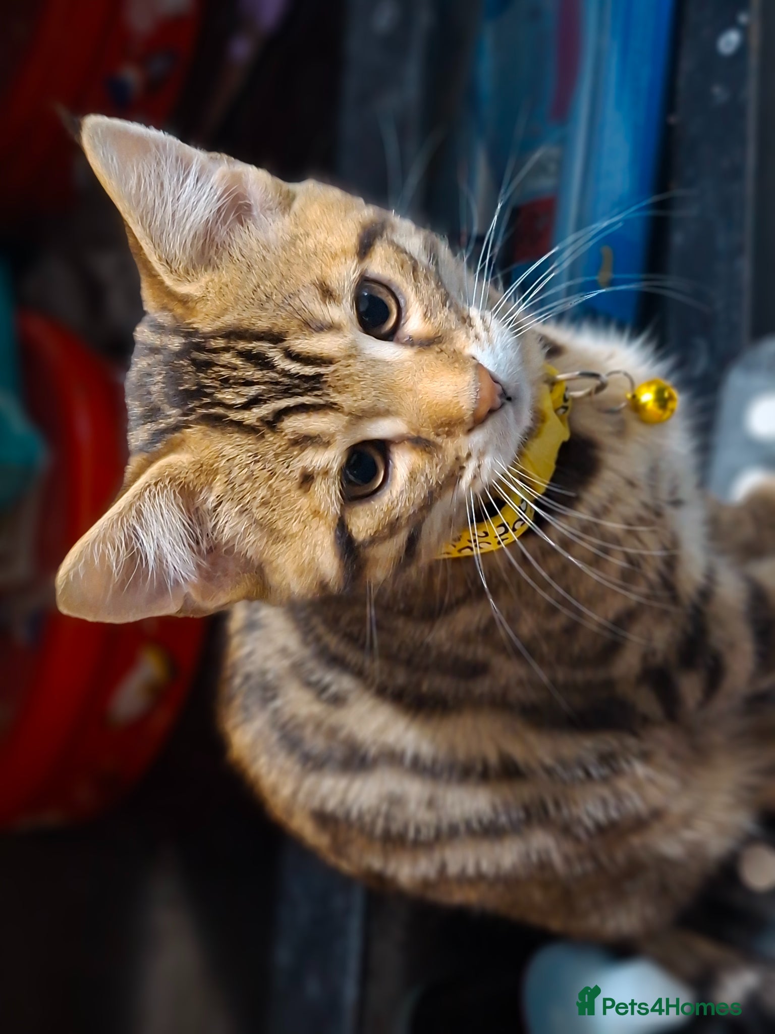 Mixed Breed cats 4 cool boys, ready to move in with their owner. - Advert 15