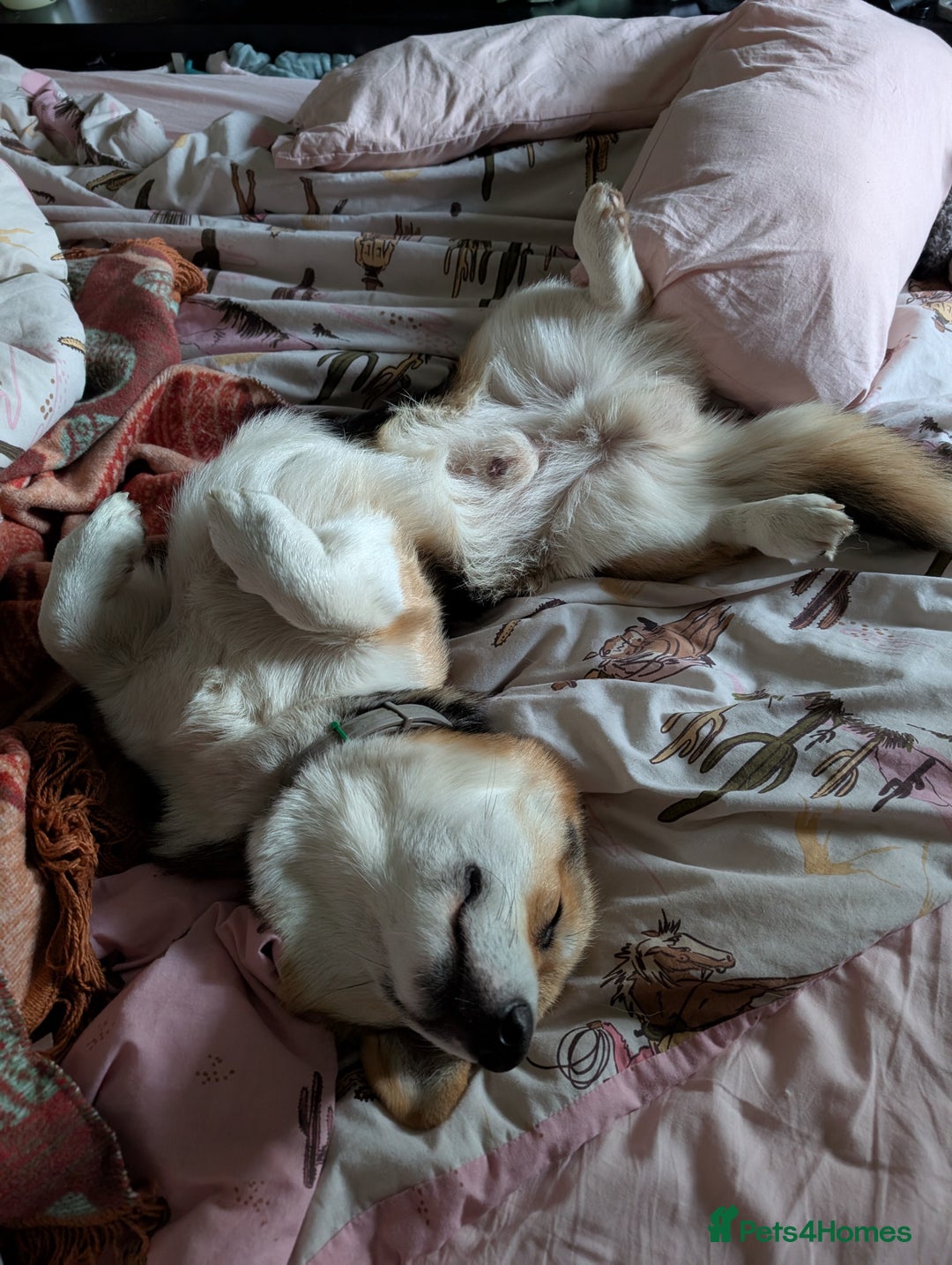 Welsh Corgi Pembroke dogs for stud: Tri Coloured Pembroke Welsh Corgi for stud - Image 5