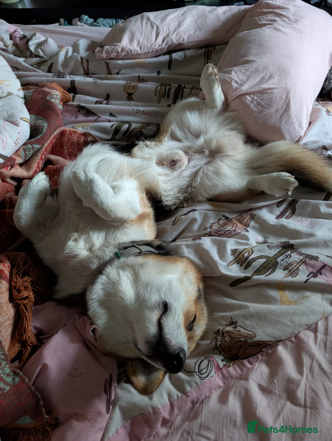 Welsh Corgi Pembroke dogs for stud: Tri Coloured Pembroke Welsh Corgi for stud - Advert 5