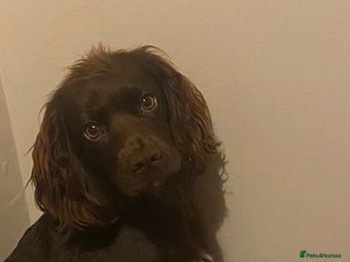 Cocker Spaniel dogs - Advert 1