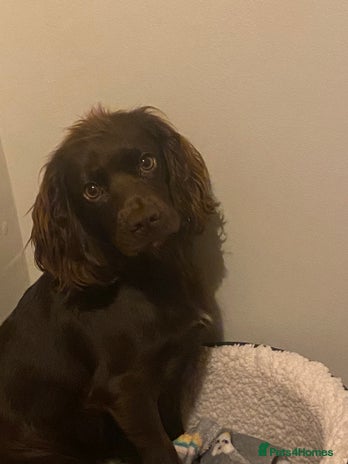 Cocker Spaniel dogs - Advert 3