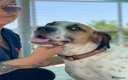 Pointer dogs for adoption: Jeffrey - gentle giant seeks forever cuddles! - Image 5