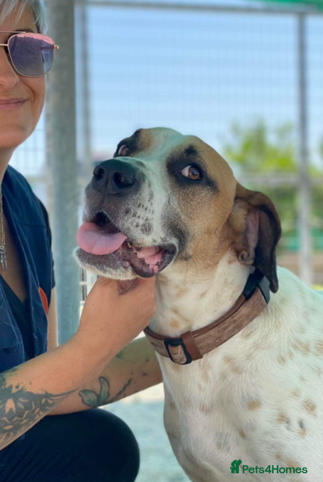 Pointer dogs for adoption: Jeffrey - gentle giant seeks forever cuddles! - Image 5