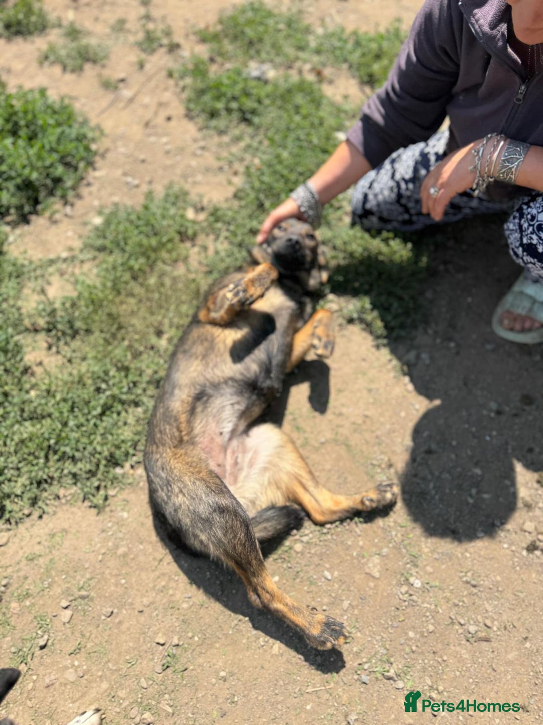 Mixed Breed dogs for adoption: Meet Lovely little LOTTIE! she needs a Loving Home - Image 24