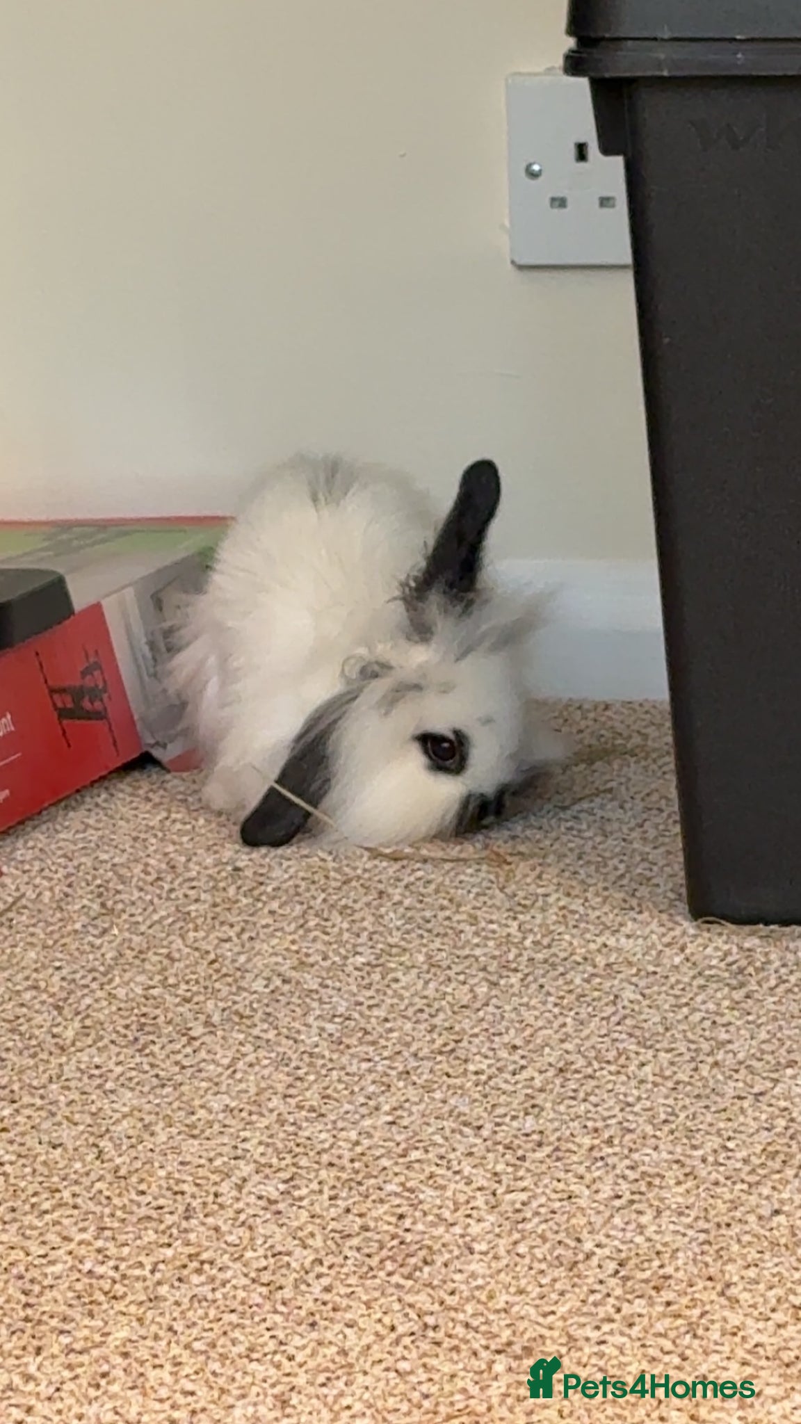 Mini Lion Lop rabbits Little boy ready for a new home! - Advert 3