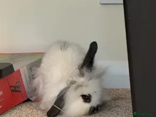 Mini Lion Lop rabbits Little boy ready for a new home! - Advert 3