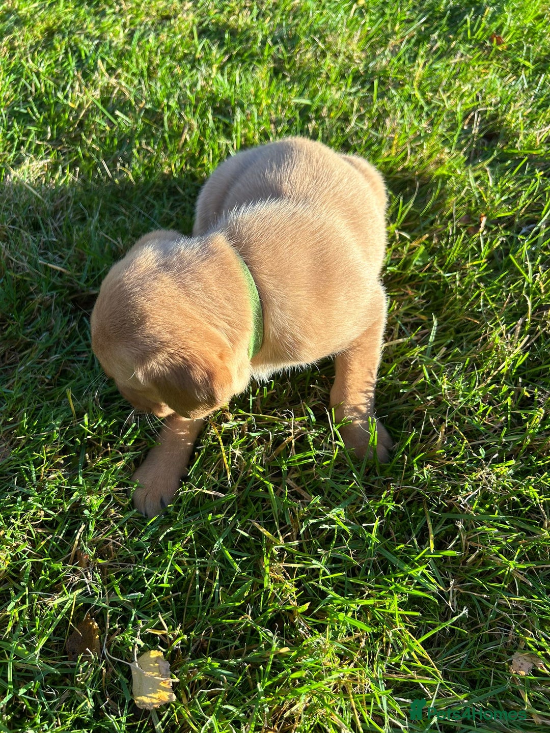 Labrador Retriever dogs for sale: Fox Red Labrador Puppies for Sale - Advert 25