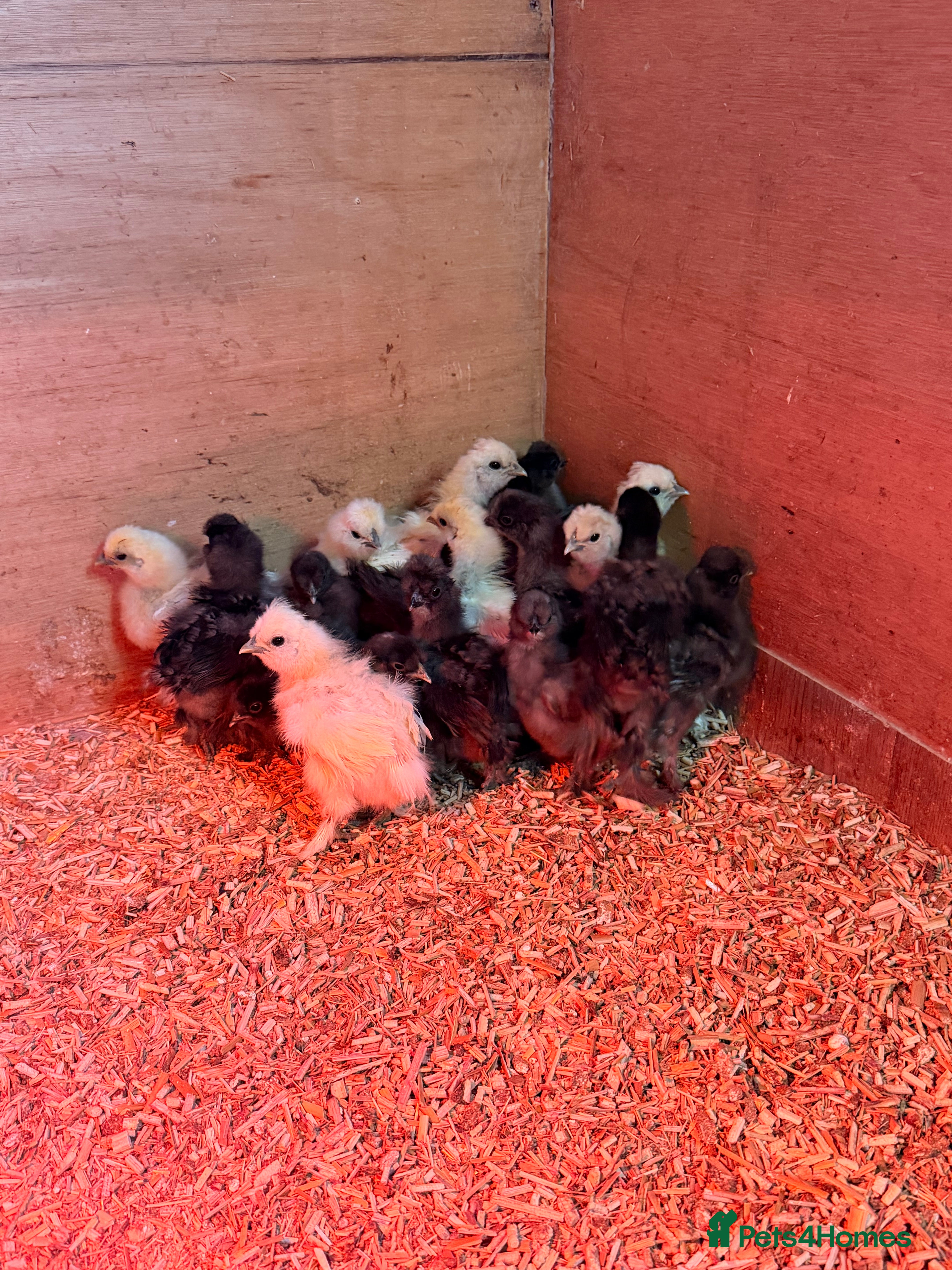 Chickens poultry Silkie Chicks - Advert 10