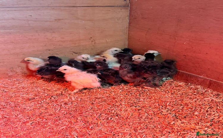 Chickens poultry Silkie Chicks - Advert 13