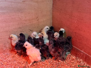 Chickens poultry Silkie Chicks - Advert 13