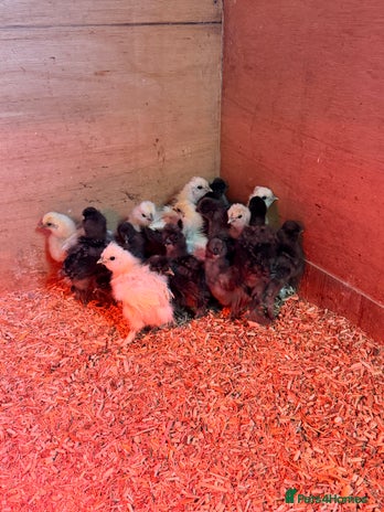 Chickens poultry Silkie Chicks - Advert 13