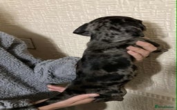 Mixed Breed dogs for sale: Jack Chi puppies - unique merle  - Image 3
