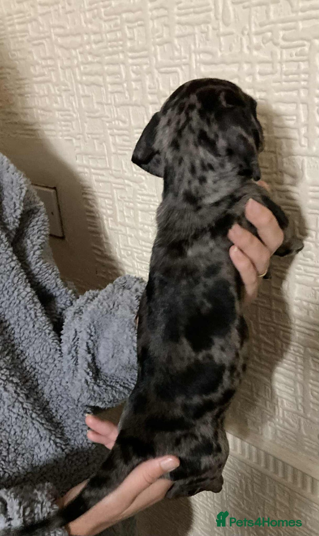 Mixed Breed dogs for sale: Jack Chi puppies - unique merle  - Image 3