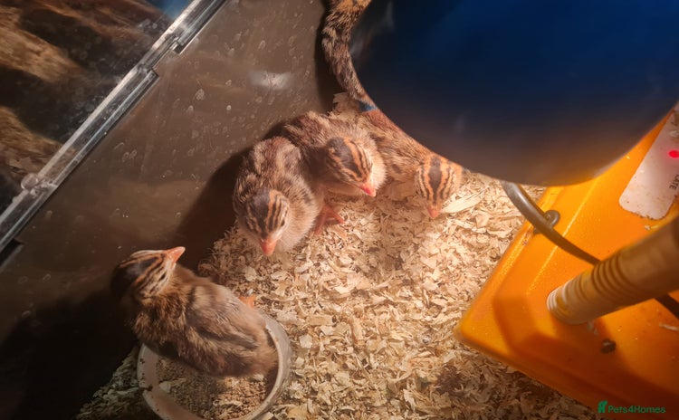Chickens poultry - Advert 5
