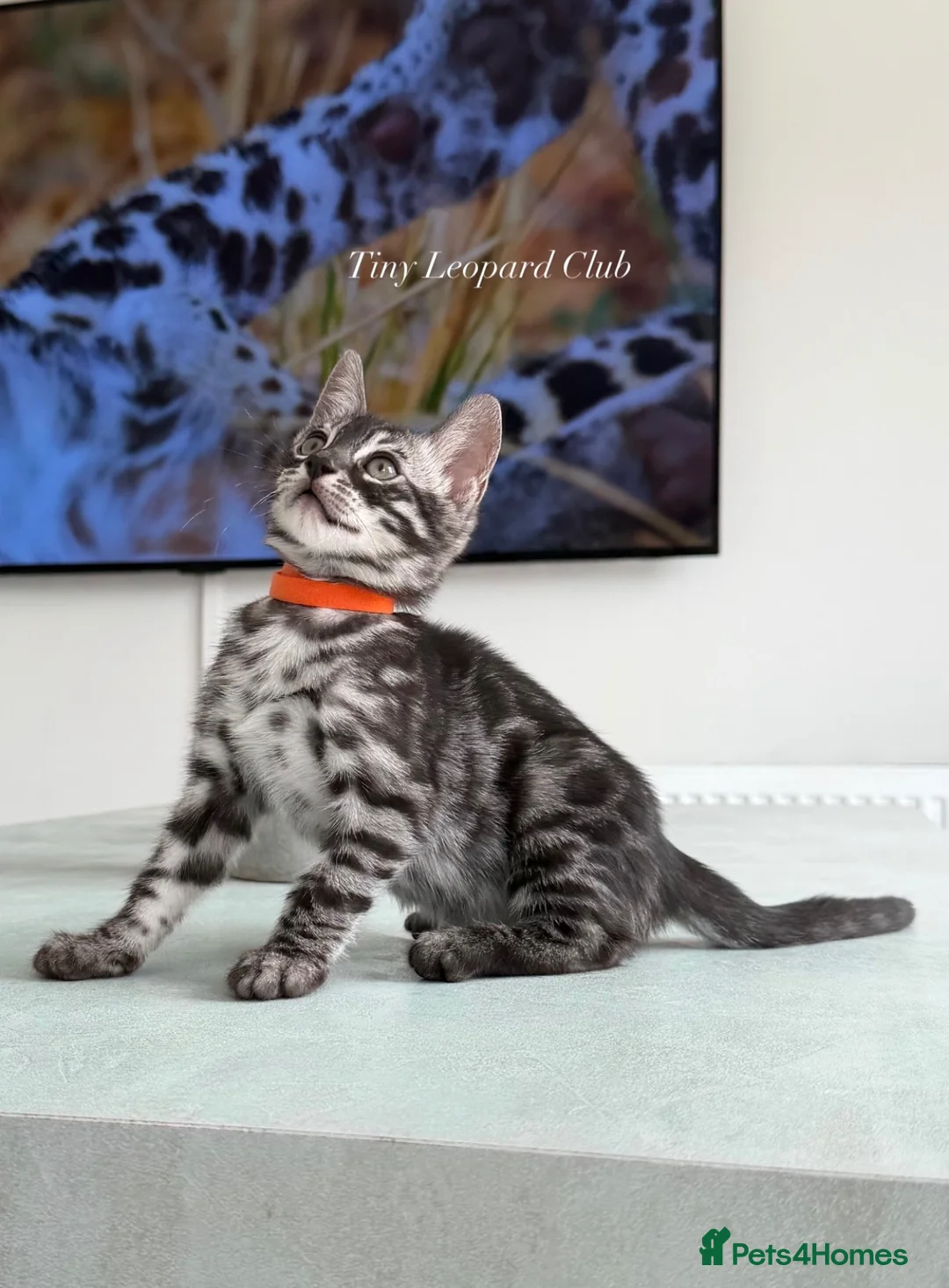 Bengal cats for sale: TICA Pedigree Bengals in Lynx and Silver Charcoal - Advert 2