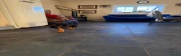 Bloodhound dogs for sale: Last boy left  - Advert 8