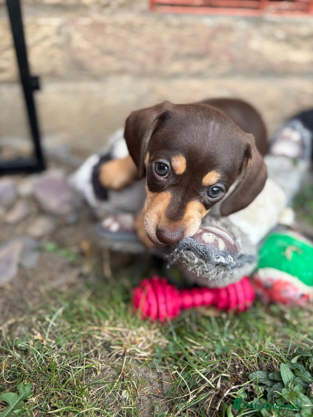 Miniature Dachshund dogs for sale: Miniature dachshund puppies  - Image 13