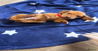 Dachshund dogs Ready now Long Haired Dachshunds For Sale - Advert 7