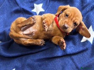 Dachshund dogs Ready now Long Haired Dachshunds For Sale - Advert 8