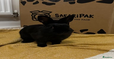 Netherland Dwarf rabbits - Advert 5