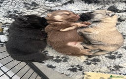 German Shepherd dogs for sale: ❤️KC health tested unique gsd babies 🩷 - Image 1